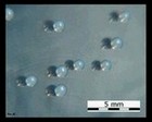 staphylococcus epidermidis on TSA